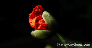 New York Botanical Garden Creates a ‘Wonderland’ Adventure