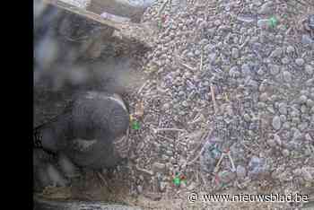 Heuglijk babynieuws bij slechtvalken Zjertrude en Zjozef, maar voor toeschouwers is er minder goed nieuws: “Voorbeeld in Ternat is nogal problematisch”