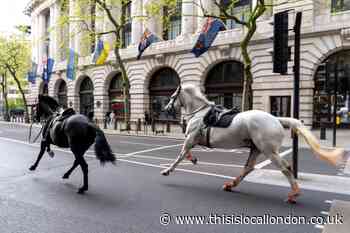 Escaped 'blood-covered' horses in London contained