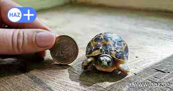 Seltener Nachwuchs im Zoo Hannover: Madagassische Spinnenschildkröte geschlüpft