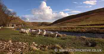 Victory for campaigners as Upper Coquetdale homes to be connected to mains electricity