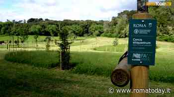 VIDEO | 80 nuove alberature a Villa  Pamphilj: è la biblioteca mondiale di alberi e fiori realizzata con la Fao