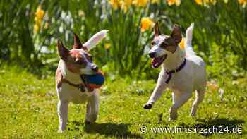 Darum sind spielende Hunde auf dieser Wiese in Mankham ein Problem für den Vogelschutz
