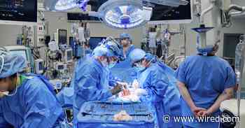 Doctors Combined a Heart Pump and Pig Kidney Transplant in Breakthrough Surgery