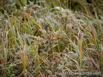 Weather: Capital forecast of a little snow and possible frost to weekend heat wave