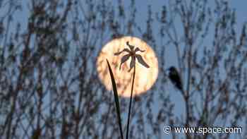 April full moon has us tickled pink in these gorgeous photos