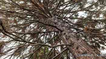 Folgen des Klimwandels: Parasitäre Pilze töten Deutschlands Bäume