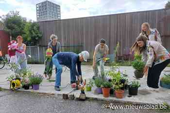 Limburgs bedrijf lanceert klinker die toch ook genoeg water doorlaat
