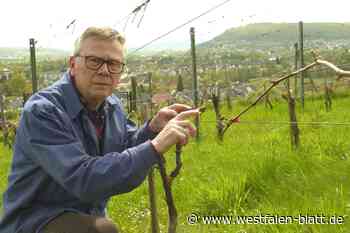 Frost richtet im Weinberg Höxter verheerende Schäden an