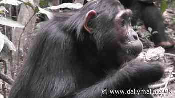 Chimps are now eating disease-ridden bat feces as over-farming wipes out food sources in Africa... and experts warn it could start next pandemic