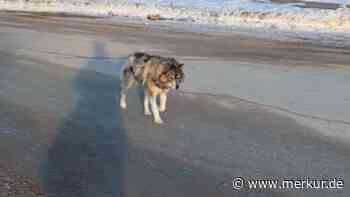 Frau hat „einfach mal ’nen Wolf gestreichelt“ – Expertin klärt auf
