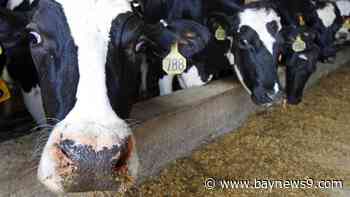 Dairy cattle must be tested for bird flu before moving between states, agriculture officials say