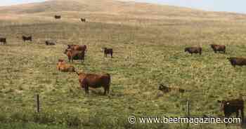 Pasture timing turnout critical for optimal forage production