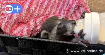Einige der totgeglaubten Leipziger Waschbärbabys leben noch