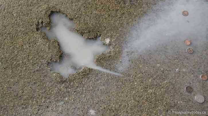 Chicago’s ‘rat hole’ removed after city determines sidewalk with animal impression was damaged