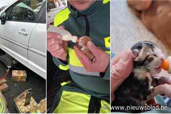 Pasgeboren kittens gered uit motorblok na autorit, nu springt opvanggezin in de bres: “Zeer intensief werk”