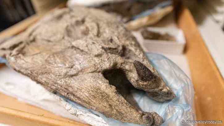 Giant prehistoric salmon had tusk-like spikes used for defence, building nests: study