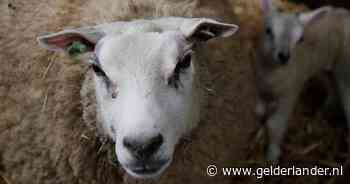 Q-koorts aangetroffen bij Gelders bedrijf met melkschapen