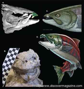 Ancient Salmon Resembles Aquatic Warthog, Not Saber-Toothed Fish