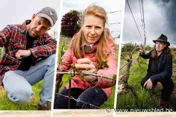 “We hebben echt alles geprobeerd”: Belgische wijnbouwers hebben slapeloze nachten van de stress
