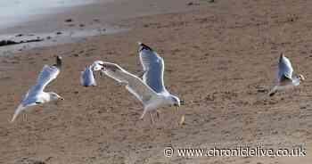Gull warning for visitors heading to North East beaches ahead of May bank holiday