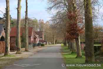 GEMEENTERAAD. 14 bezwaren tegen kappen beukenbomen bij rioleringswerken in Neeroeteren