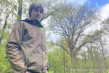 Oudste boom van Westhoek jarenlang verborgen in afgesloten bos, maar straks mag je eindelijk naar binnen: “Het koninklijk karakter wekt mysterie op”