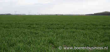 Tarwehandel toon weinig vertrouwen in nieuwe oogst