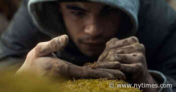 ‘Infested’ Review: Bugging Out