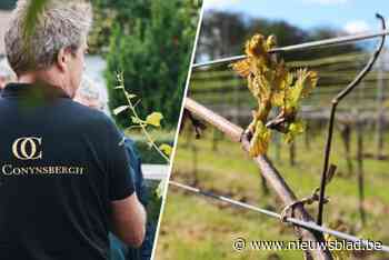 Geen schade aan wijnranken bij Oud Conynsbergh na nachtelijke vrieskoude: “Maar het mag warmer gaan worden”