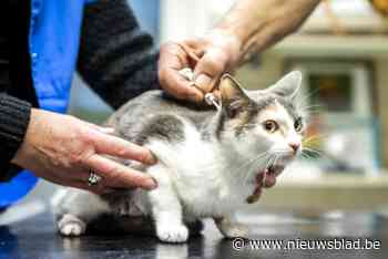 Twee katten per ongeluk begraven door kapotte chiplezer, maar gemeente heeft oplossing