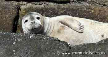Shields Ferry passengers and crew delighted by seal sunbathing near landing