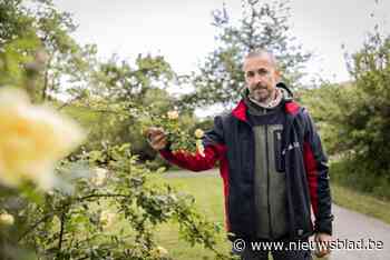 Vrijbroekpark zet wilde rozen in de kijker met wedstrijd en wandeling: “Bloemen hebben belangrijke ecologische functie”