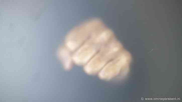 Man kan waarschuwing agenten niet verkroppen en mishandelt dienders