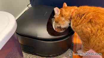 My cat Norbert gives this automatic wet food feeder two paws up