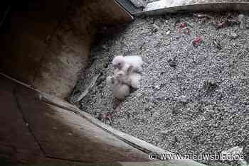 Vier slechtvalkjes geboren in kerktoren op Koxplein, ook goed nieuws uit andere Antwerpse nesten