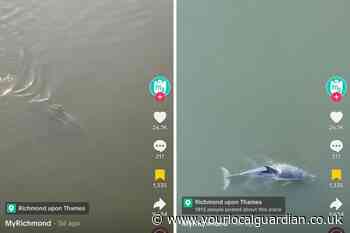 ‘Dolphins’ seen near Richmond ‘suspected to be dead’