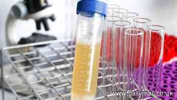 Scientists want to grow vegetables using human urine - and reveal how YOU can make the natural fertilizer at home