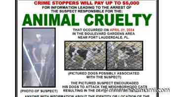 Detectives trying to ID suspect linked to killing of stray cat in Broward