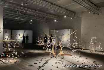 Duizenden kraanvogels strijken neer in Tabloo