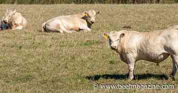 Selecting sires to create replacement females