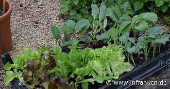 Landkreis Lichtenfels: "Alles grünt und blüht" - Tipps für den Garten