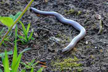 „Dieser Wald lässt sich nicht nachpflanzen“