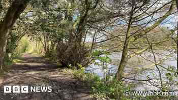 Tree removal decision deferred by councillors