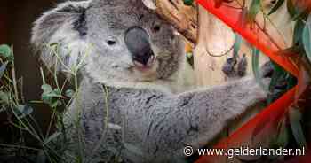 Eindelijk koala's kijken in Rhenen • Drugslab opgerold in Wageningen