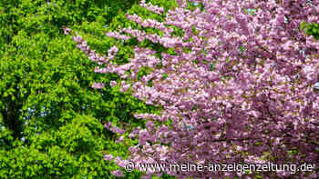 Tag des Baumes (25.4.) – welche Bäume blühen jetzt?