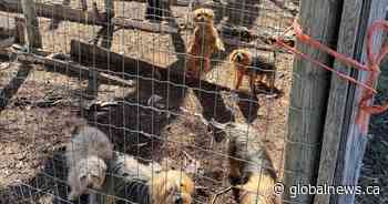 82 animals in distress seized from southern Alberta property: Alberta SPCA