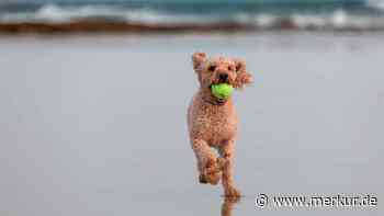 Gesundheitsrisiko auf Reisen: Mittelmeerkrankheiten bei Hunden erkennen und vorbeugen