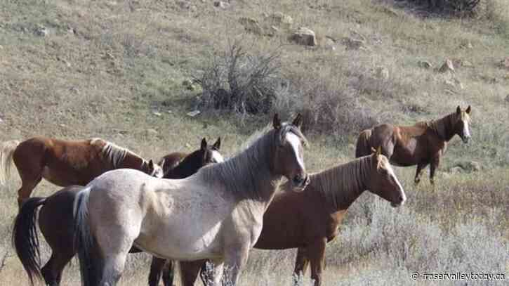 Wild horses to remain in North Dakota’s Theodore Roosevelt National Park, lawmaker says