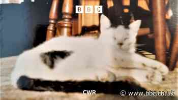 Missing Coventry Cat turns up after four years